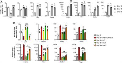 Lysozyme Gene Expression in 3T3-L1 Cells Sustains Expression of Adipogenic Genes and Adipocyte Differentiation